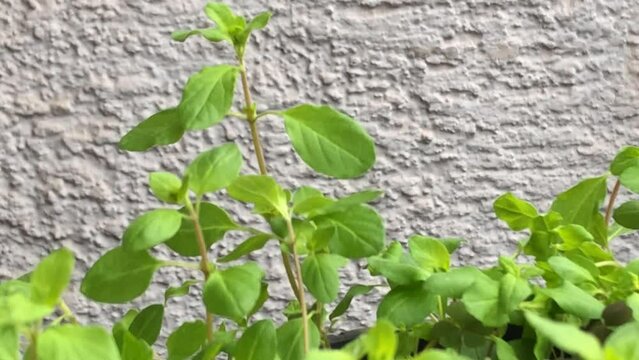 Majoram, fresh green herb in a closeup