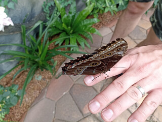 Butterfly on finger. An exotic butterfly hatched from a chrysalis imported from Holland or South...