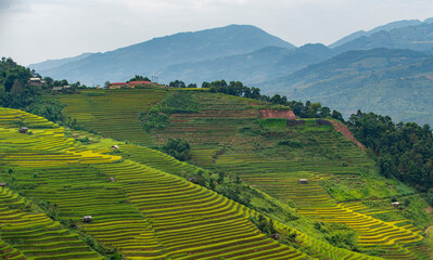 Ripe rice in Mu Cang Chai terraces, Yen Bai province, Vietnam