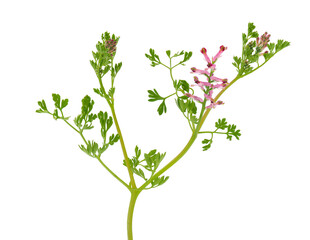 Common fumitory isolated on white background, Fumaria officinalis