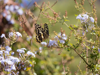 A Citrus Swallowtail (Papilio demodocus) butterfly sitting on white flowers outside, a large...
