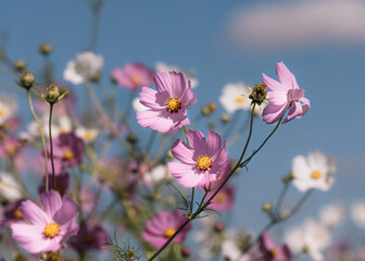 White and pink Cosmos flowers blooming close-up with moody colour