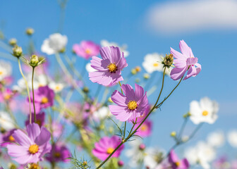 White and pink Cosmos flowers blooming in the sunshine 