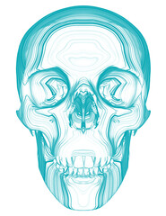 a skull illustration created from contour line art.