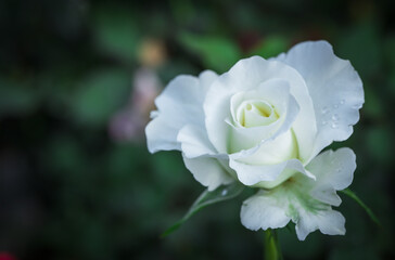 beautiful white rose with water drop on petals in garden, flower and valentines