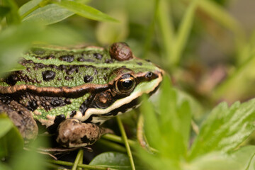 green frog