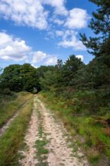 Fototapeta na wymiar Walking on a path in Ashdown forest on a summer afternoon