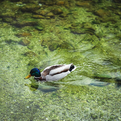 Duck. A Male duck is swimming in the lake, clear water.