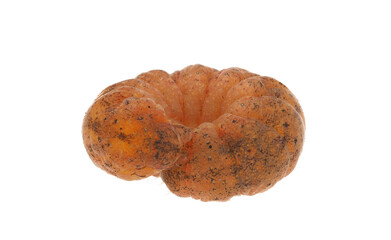 Angle shades caterpillar isolated on white background, Phlogophora meticulosa