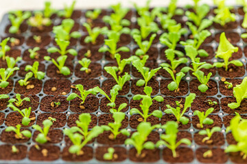 Concept of agricultural business. Industrial cultivation of organic useful plants, seedling of organic vegetable on plant nursery.