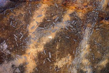 Texture of fusulinid fossil on sandstone background.