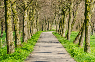 Obraz premium Sun shining through the trees lining a narrow country road near Schalkwijk, The Netherlands