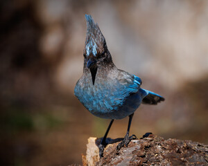 Steller's Jay
