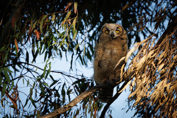 Great horned owl sitting on tree branch