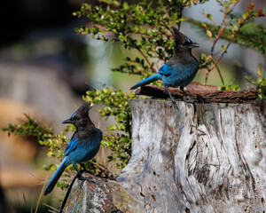 Steller's Jays