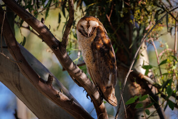 Barn owl in a tree