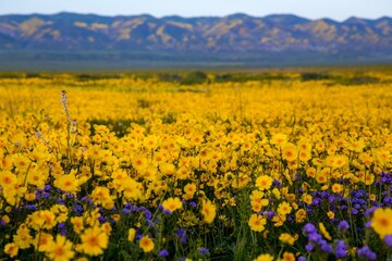 Fototapeta premium Wildflower Superbloom