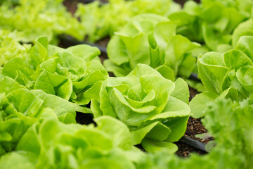 Concept of agricultural business. Cultivation of organic useful plants, Organic vegetable on plant nursery.