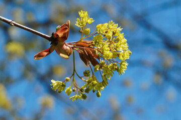 Blüte des Spitz-Ahorns