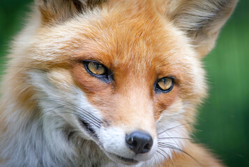 The red fox portrait.
