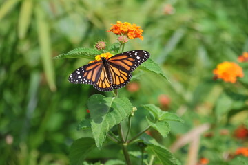 Monarch butterfly on flower