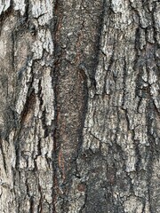 bark of a tree