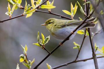 Wood Warbler