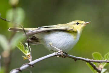 Wood Warbler