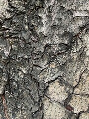 bark of a tree