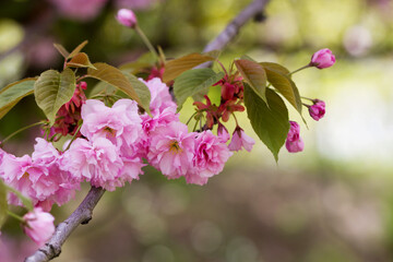 Close-up view of blooming pink sakura flowers in botanical garden
