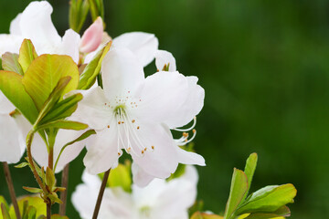 Obraz premium Close-up view of white lily flowers in the botanical garden