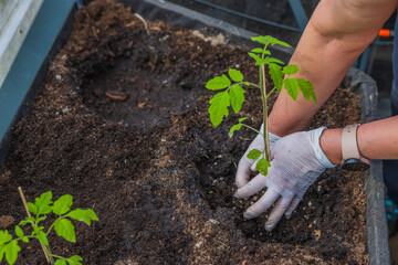 Close up view of female hands planting tomato seedlings on garden bed in greenhouse. 