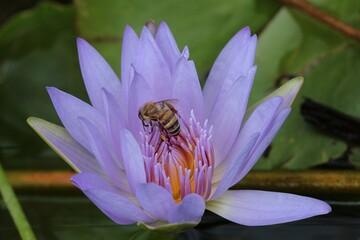 A bee on a blue Lotus flower in a pond 