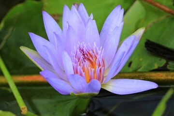 A blue Lotus flower in a pond