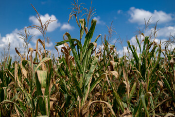 Fototapeta premium Global warming, crop damage, Corn fields suffer from drought. Corn stalks in a field affected by drought during a dry summer in the countryside.