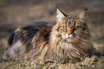 a mainecoon cat enjoying the spring