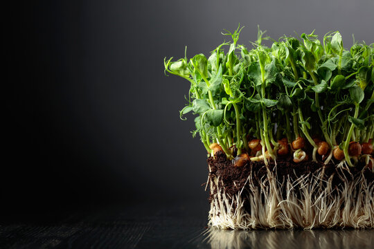 Fresh pea microgreen sprouts on a black wooden table.