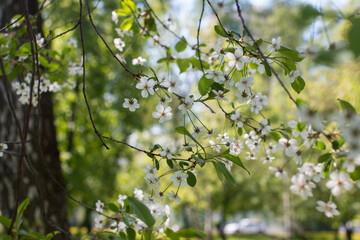 Cherry blossom tree. Flowering in the garden, the concept of the village