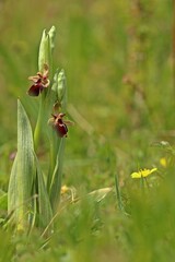 Hybride zwischen Hummel- und Fliegenragwurz (Ophrys holoserica X Ophrys insectifera oder auch Ophrys x devenensis)