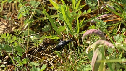 Männlicher Schwarzblauer Ölkäfer (Meloe proscarabaeus)