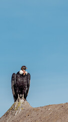 Condor Andino