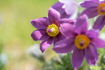 Fototapeta premium Anemone