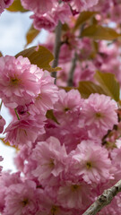 Pink blooming cherry tree in spring