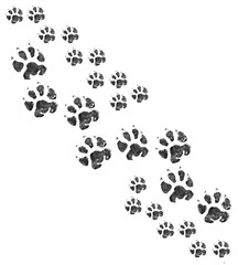 Animal footprint walking together