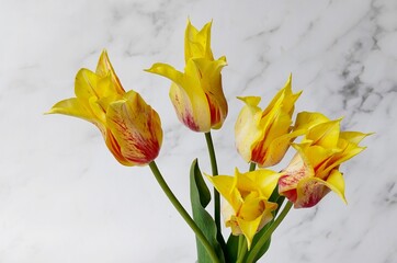 Bouquet of yellow and red tulips with green leaves on a gray background, for a gift, postcard, poster