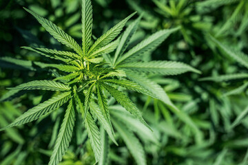 Naklejka na ściany i meble cannabis plant