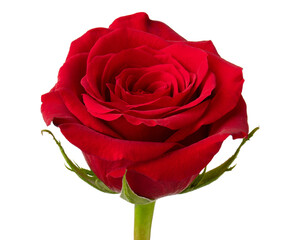 Naklejka premium Red rose. Rose flower. Flowers for florist shop. Plant petals. Good for bouquet on wedding, marriage, anniversary, celebration birthday, dating, valentine day or greeting card. Isolated background.