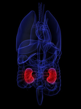 3d rendered anatomy illustration of human organs with highlighted kidneys