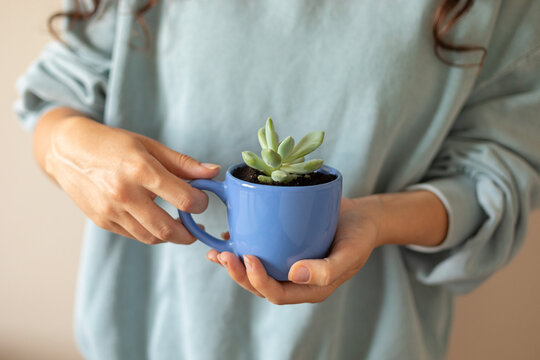 freshly planted succulents in a mug