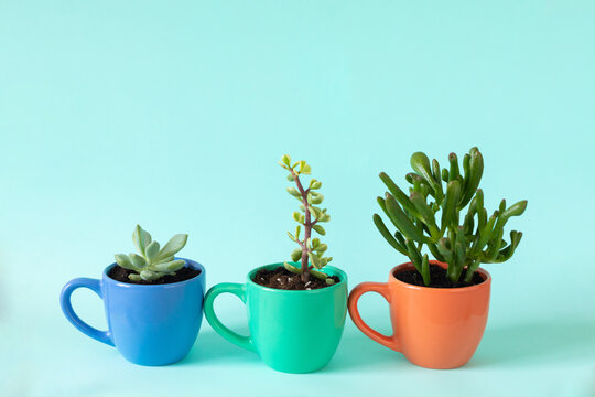 photo of succulents on a turquoise background